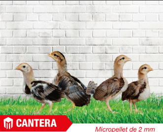 PICO - CANTERA X 40 KG