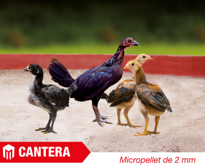 NAVAJA - CANTERA SAC X 40 KG
