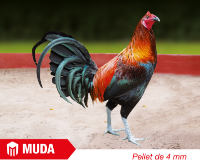 NAVAJA ADULTO MUDA X 40 KG